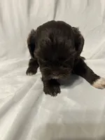 A, a male Shihpoo for sale in Bonneau, SC – 2 of 5
