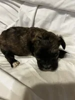B, a male Shihpoo for sale in Bonneau, SC – 2 of 10