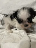 5, a female Shih Tzu for sale in Bonneau, SC – 6 of 10
