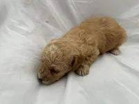 C, a female Poodle - Miniature  for sale in Bonneau, SC – Photo 3 of 6