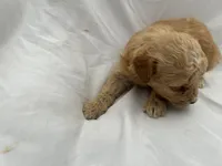 C, a female Poodle - Miniature  for sale in Bonneau, SC – Photo 4 of 6