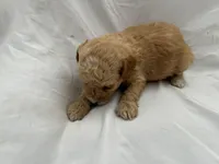 C, a female Poodle - Miniature  for sale in Bonneau, SC – Photo 6 of 6