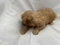 C, a female Poodle - Miniature  for sale in Bonneau, SC – Photo 2 of 6