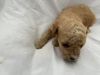 C, a female Poodle - Miniature  for sale in Bonneau, SC – Photo 5 of 6