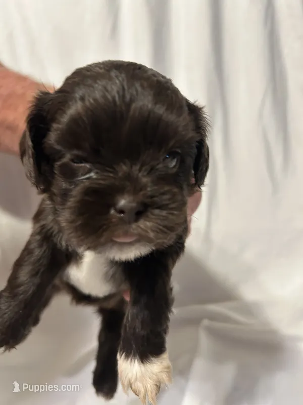A – Shihpoo puppy for sale in Bonneau, SC