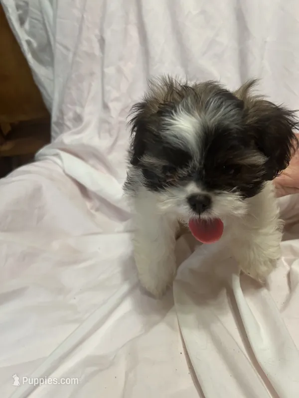 D – Shih Tzu puppy for sale in Bonneau, SC