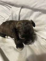 B, a male Shihpoo for sale in Bonneau, SC – 8 of 10