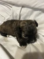 B, a male Shihpoo for sale in Bonneau, SC – 7 of 10