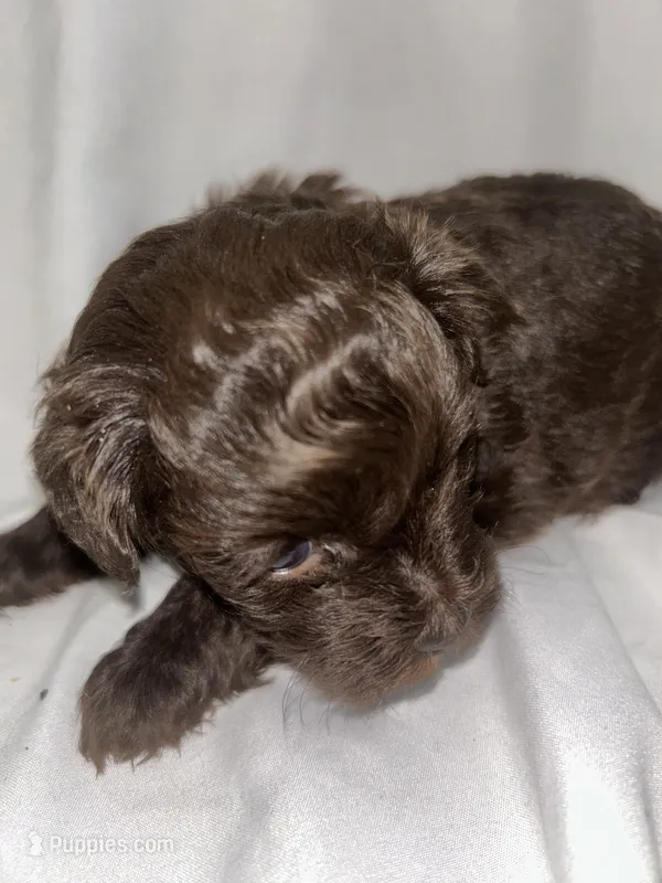 A – Shihpoo puppy for sale in Bonneau, SC