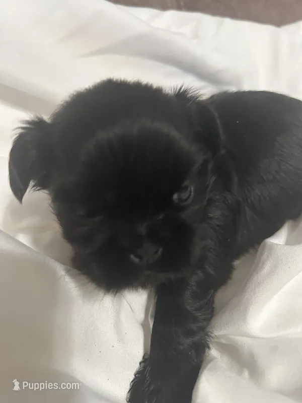 1 – Shih Tzu puppy for sale in Bonneau, SC