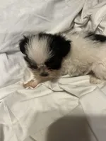 5, a female Shih Tzu for sale in Bonneau, SC – 10 of 10