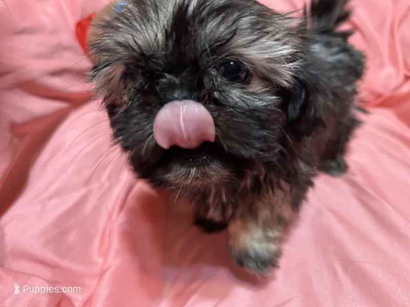 10, a male Shih Tzu for sale in Bonneau, SC – Photo 1 of 8