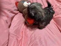 10, a male Shih Tzu for sale in Bonneau, SC – Photo 6 of 8