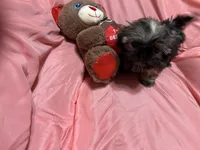 10, a male Shih Tzu for sale in Bonneau, SC – Photo 5 of 8