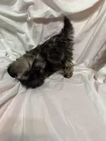 10, a male Shih Tzu for sale in Bonneau, SC – Photo 8 of 8