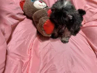 10, a male Shih Tzu for sale in Bonneau, SC – Photo 7 of 8