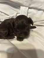D, a female Shihpoo for sale in Bonneau, SC – 6 of 10