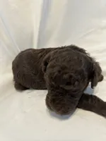 G, a female Poodle - Toy  for sale in Bonneau, SC – 5 of 7