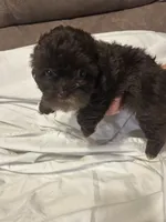 10, a female Shihpoo for sale in Bonneau, SC – 10 of 10