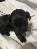 C, a male Shihpoo for sale in Bonneau, SC – 4 of 9