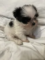 5, a female Shih Tzu for sale in Bonneau, SC – 4 of 10