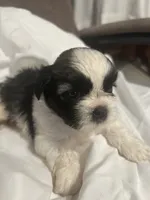 B, a male Shih Tzu for sale in Bonneau, SC – 2 of 9