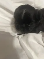 2, a female Shih Tzu for sale in Bonneau, SC – 9 of 9