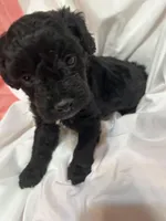 A, a female Poodle - Miniature  for sale in Bonneau, SC – Photo 1 of 6