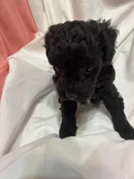 A, a female Poodle - Miniature  for sale in Bonneau, SC – Photo 3 of 6