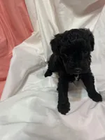 A, a female Poodle - Miniature  for sale in Bonneau, SC – Photo 6 of 6