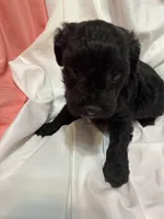 A, a female Poodle - Miniature  for sale in Bonneau, SC – Photo 5 of 6