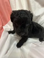 A, a female Poodle - Miniature  for sale in Bonneau, SC – Photo 4 of 6