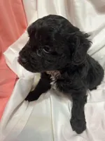 A, a female Poodle - Miniature  for sale in Bonneau, SC – Photo 2 of 6