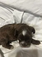 A, a male Shihpoo for sale in Bonneau, SC – 9 of 10