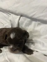 A, a male Shihpoo for sale in Bonneau, SC – 2 of 10