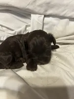 D, a female Shihpoo for sale in Bonneau, SC – 2 of 10