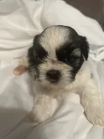 B, a male Shih Tzu for sale in Bonneau, SC – 3 of 9