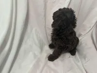 A, a male Poodle - Toy  for sale in Bonneau, SC – Photo 5 of 5