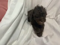 A, a male Poodle - Toy  for sale in Bonneau, SC – Photo 1 of 5