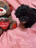 2, a female Poodle - Toy  for sale in Bonneau, SC – Photo 7 of 7