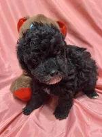 2, a female Poodle - Toy  for sale in Bonneau, SC – Photo 2 of 7