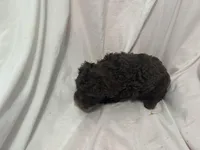 A, a male Poodle - Toy  for sale in Bonneau, SC – Photo 4 of 5