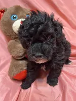 2, a female Poodle - Toy  for sale in Bonneau, SC – Photo 4 of 7