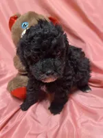 2, a female Poodle - Toy  for sale in Bonneau, SC – Photo 3 of 7