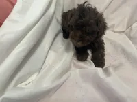 A, a male Poodle - Toy  for sale in Bonneau, SC – Photo 3 of 5