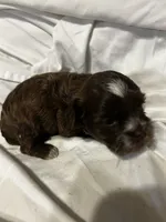 A, a male Shihpoo for sale in Bonneau, SC – 10 of 10