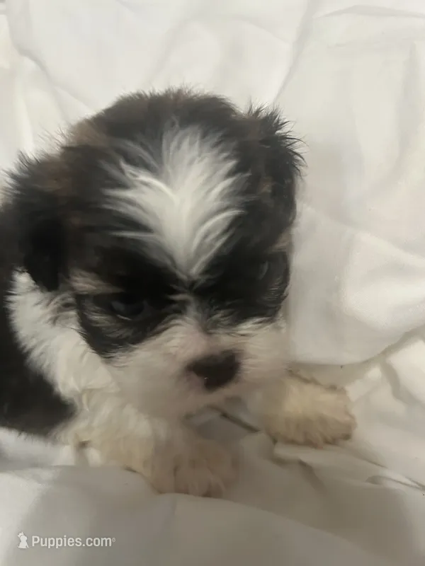 A – Shih Tzu puppy for sale in Bonneau, SC