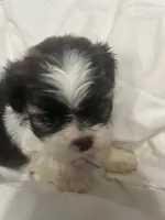 A, a male Shih Tzu for sale in Bonneau, SC – 1 of 8