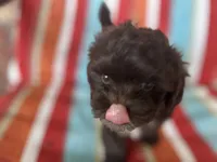 A, a male Shihpoo for sale in Bonneau, SC – 1 of 8