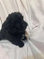 AA, a male Shihpoo for sale in Bonneau, SC – Photo 4 of 7